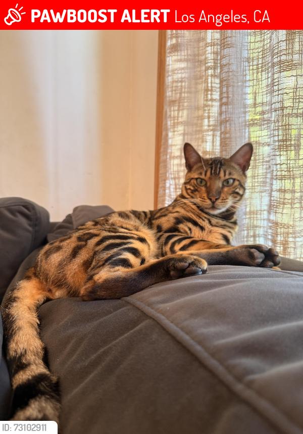 Lost Male Cat last seen Reseda cross victory, Los Angeles, CA 91335