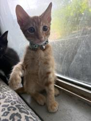 Lost Male Cat last seen Near Gus Eckert rd San Antonio tx apt 105, San Antonio, TX 78240