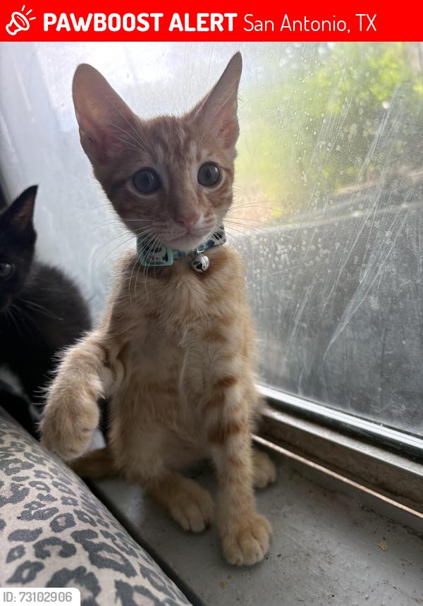 Lost Male Cat last seen Near Gus Eckert rd San Antonio tx apt 105, San Antonio, TX 78240