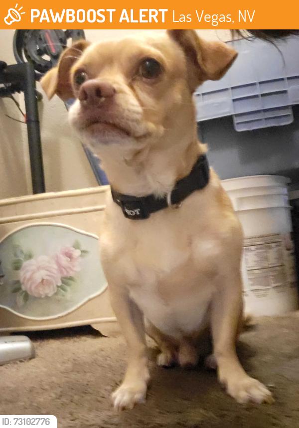 Found/Stray Male Dog last seen Jones and 95, Las Vegas, NV 89108