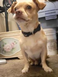 Found/Stray Male Dog last seen Jones and 95, Las Vegas, NV 89108