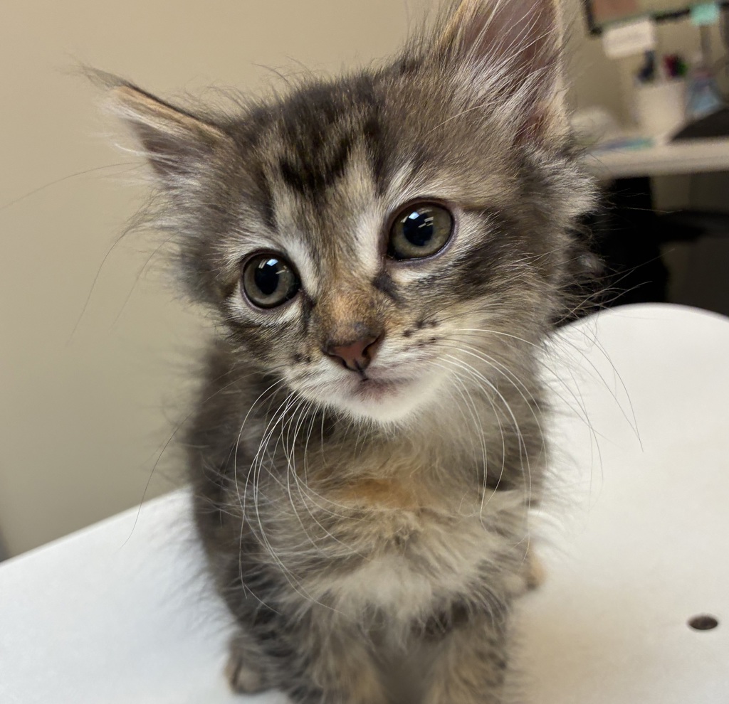 Shelter Stray Female Cat last seen SE 148th & SE Stark st, PORTLAND, OR, 97236, 1700 W Historic Columbia River Hwy, Troutdale, OR 97060, USA