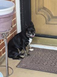 Lost Unknown Dog last seen Shadybrook and silvermeadow, Midwest City, OK 73110