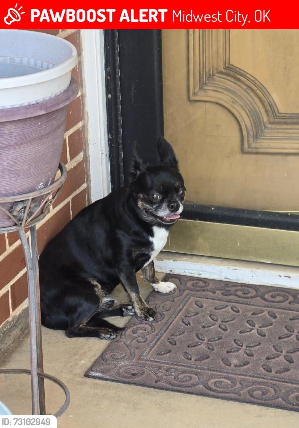 Lost Unknown Dog last seen Shadybrook and silvermeadow, Midwest City, OK 73110