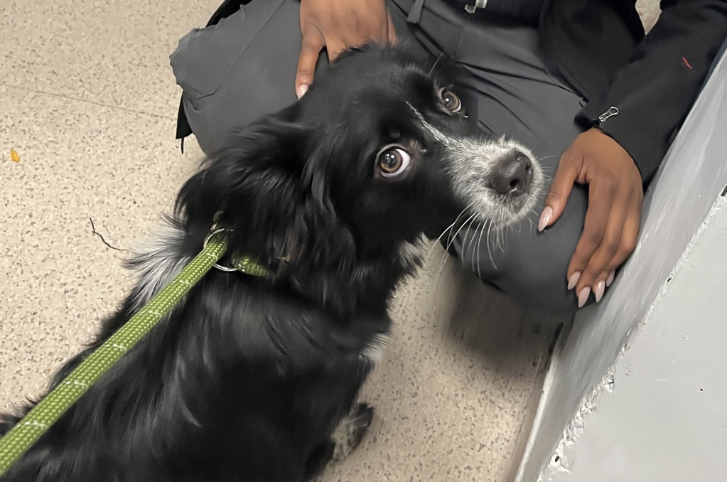 Shelter Stray Male Dog last seen Near Seymour Avenue, BRONX, NY, 10469, 326 E 110th St, New York, NY 10029, USA