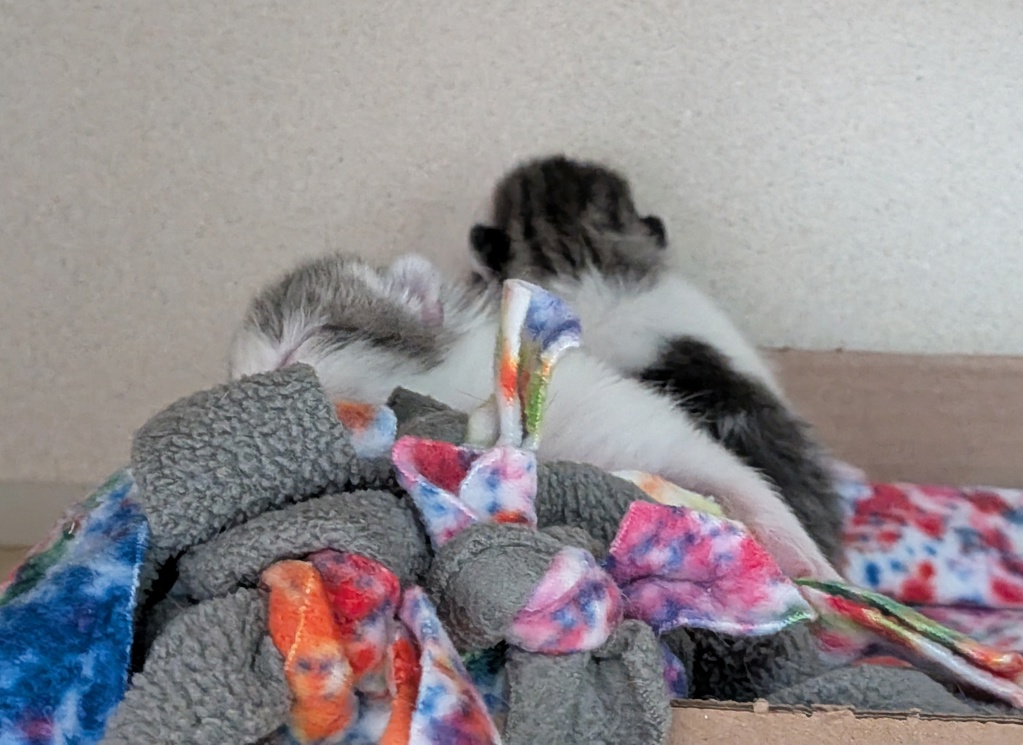 Shelter Stray Male Cat last seen Near E 189th Street, BRONX, NY, 10458, 326 E 110th St, New York, NY 10029, USA