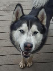 Lost Male Dog last seen Yale and ouray, Aurora, CO 80013