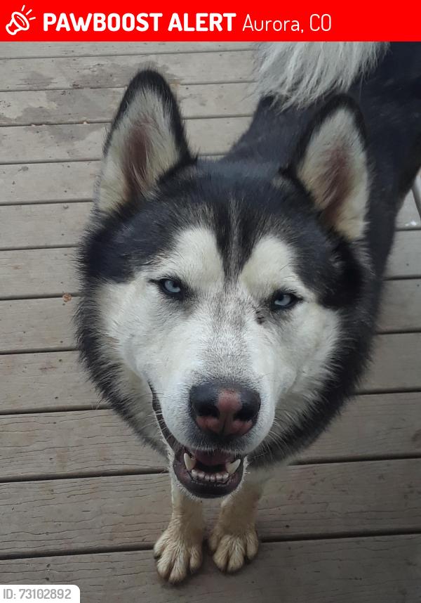 Lost Male Dog last seen Yale and ouray, Aurora, CO 80013