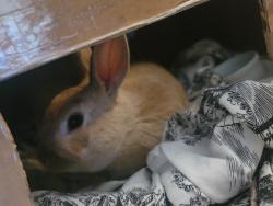 Found/Stray Male Rabbit last seen Close by 57 S. Monitor ave, Chicago, IL 60634