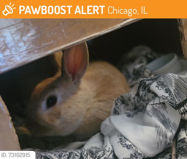 Found/Stray Male Rabbit last seen Close by 57 S. Monitor ave, Chicago, IL 60634