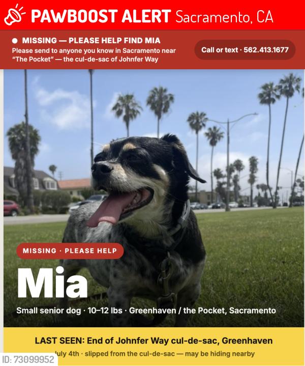 Lost Female Dog last seen Near Johnfer Way Sacramento CA 95831, Sacramento, CA 95831