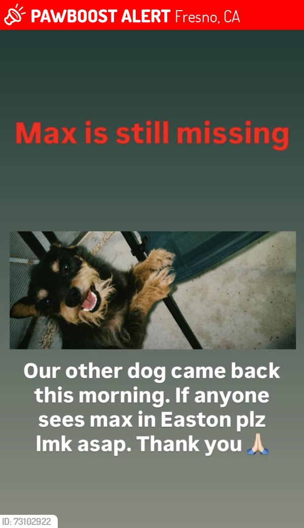 Lost Male Dog last seen Cherry and Lincoln, Fresno, CA 93706