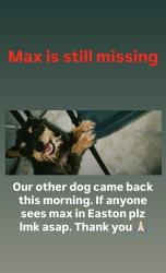 Lost Male Dog last seen Cherry and Lincoln, Fresno, CA 93706