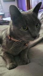 Reunited Male Cat last seen Rader Dr, Vandalia, OH 45377
