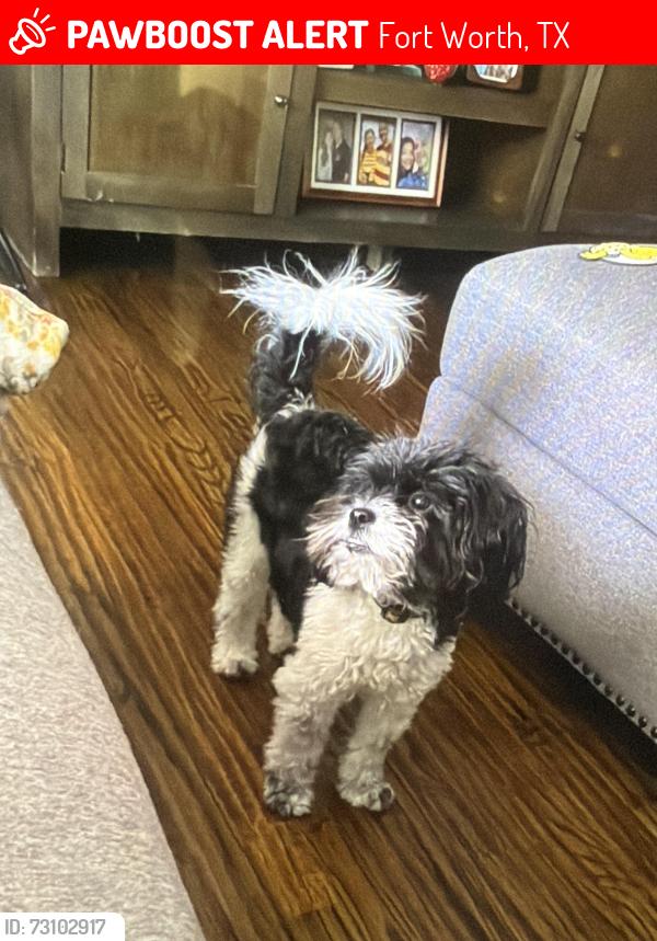 Lost Female Dog last seen South Hill Elementary School, Fort Worth, TX 76133