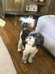 Lost Female Dog last seen South Hill Elementary School, Fort Worth, TX 76133