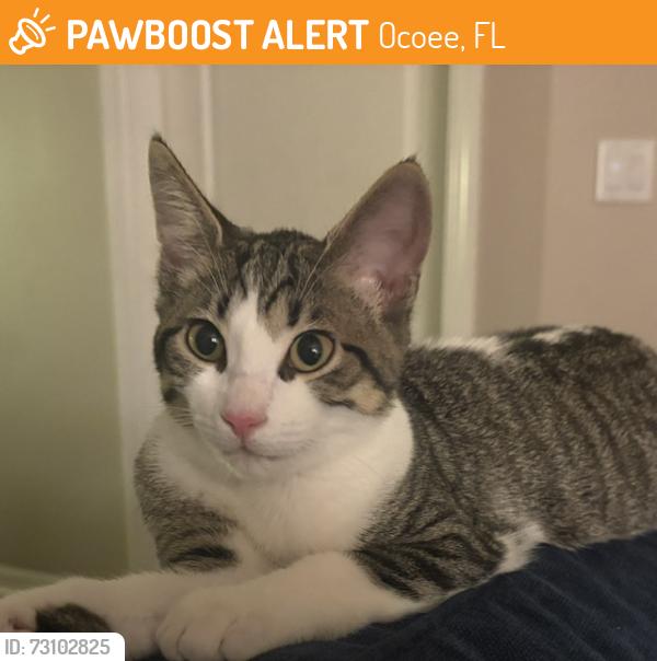 Found/Stray Female Cat last seen Ocoee-Apopka Rd and Ocoee-Crown Point Pkwy, Ocoee, FL 34761
