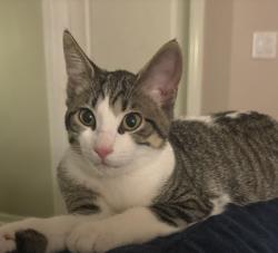 Found/Stray Female Cat last seen Ocoee-Apopka Rd and Ocoee-Crown Point Pkwy, Ocoee, FL 34761