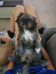 Lost Female Dog last seen ALTADENA, Thermal, CA 92274