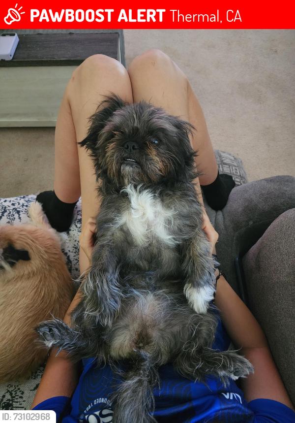 Lost Female Dog last seen ALTADENA, Thermal, CA 92274
