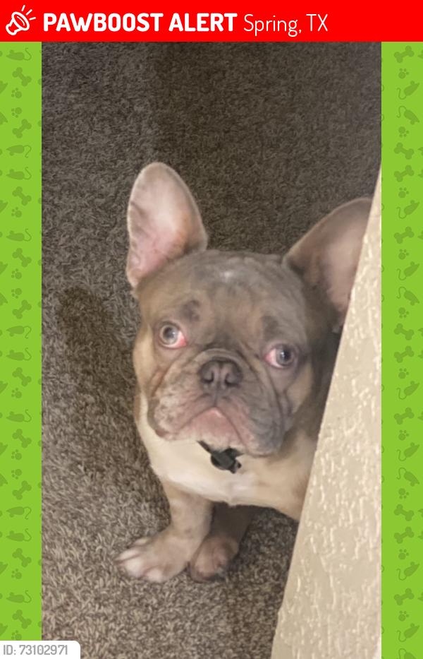 Lost Male Dog last seen Cypresswood and ella, Spring, TX 77388