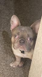 Lost Male Dog last seen Cypresswood and ella, Spring, TX 77388