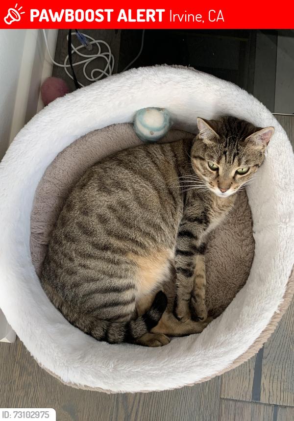 Lost Female Cat last seen Howser and Coltrane, Irvine, CA 92617