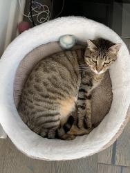Lost Female Cat last seen Howser and Coltrane, Irvine, CA 92617