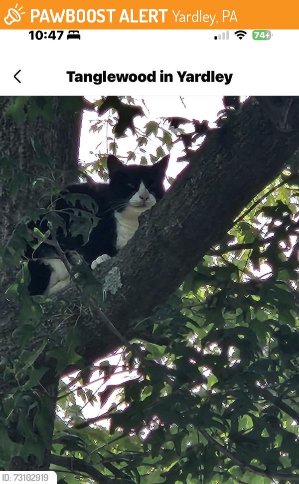 Found/Stray Female Cat last seen Butterfly court Yardley pa, Yardley, PA 19067