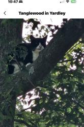 Found/Stray Female Cat last seen Butterfly court Yardley pa, Yardley, PA 19067