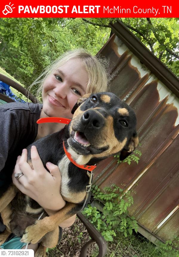 Lost Female Dog last seen county rd 187 37303, McMinn County, TN 37303
