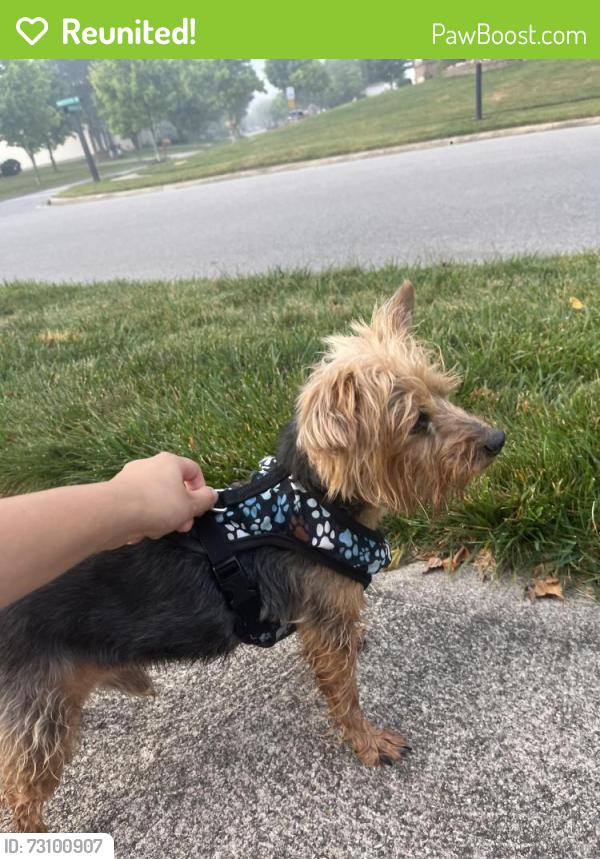 Reunited Male Dog last seen Manchester dr & brettridge rd, Liberty Township, OH 43065