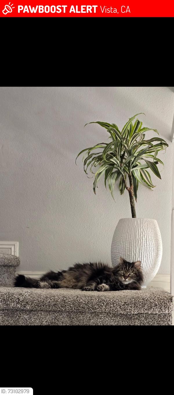 Lost Male Cat last seen Vale View Dr, Vista, CA 92081