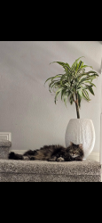 Lost Male Cat last seen Vale View Dr, Vista, CA 92081