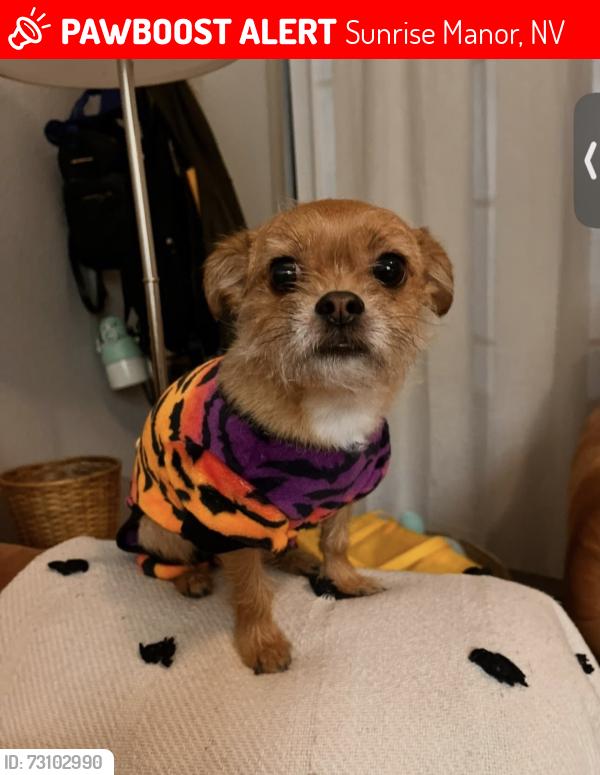 Lost Male Dog last seen Great Smokey, Sunrise Manor, NV 89156