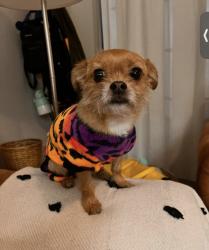 Lost Male Dog last seen Great Smokey, Sunrise Manor, NV 89156