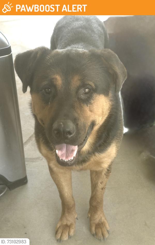 Found/Stray Male Dog last seen Vallecito Dr., Hacienda Heights, CA 91745