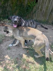 Found/Stray Unknown Dog last seen Cracker barrel, Macon, GA 31206