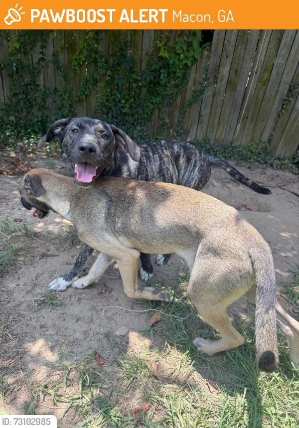 Found/Stray Unknown Dog last seen Cracker barrel, Macon, GA 31206