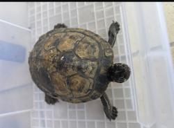 Found/Stray Unknown Reptile last seen Near street, Miami, FL 33125