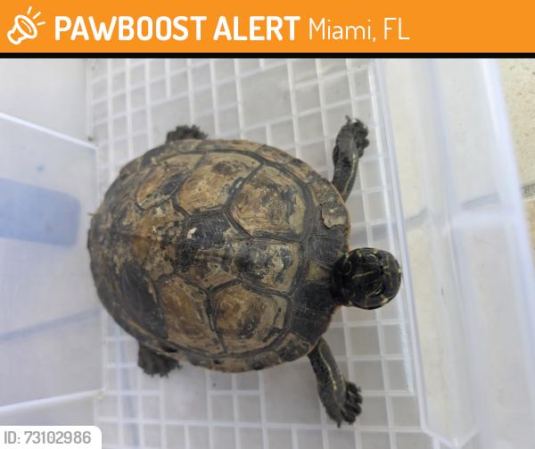 Found/Stray Unknown Reptile last seen Near street, Miami, FL 33125