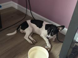 Found/Stray Female Dog last seen Johnson Street, Haines City, FL 33844