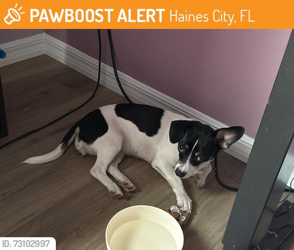 Found/Stray Female Dog last seen Johnson Street, Haines City, FL 33844
