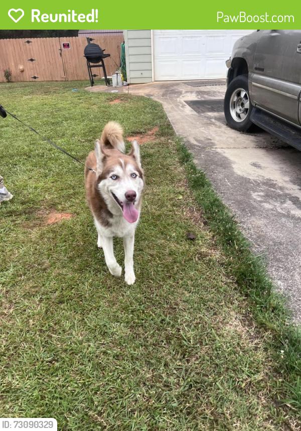 Reunited Male Dog last seen highway beside sidekicks., Rockmart, GA 30153