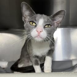 Shelter Stray Female Cat last seen , 4575 E Mesquite Ave, Palm Springs, CA 92264, USA