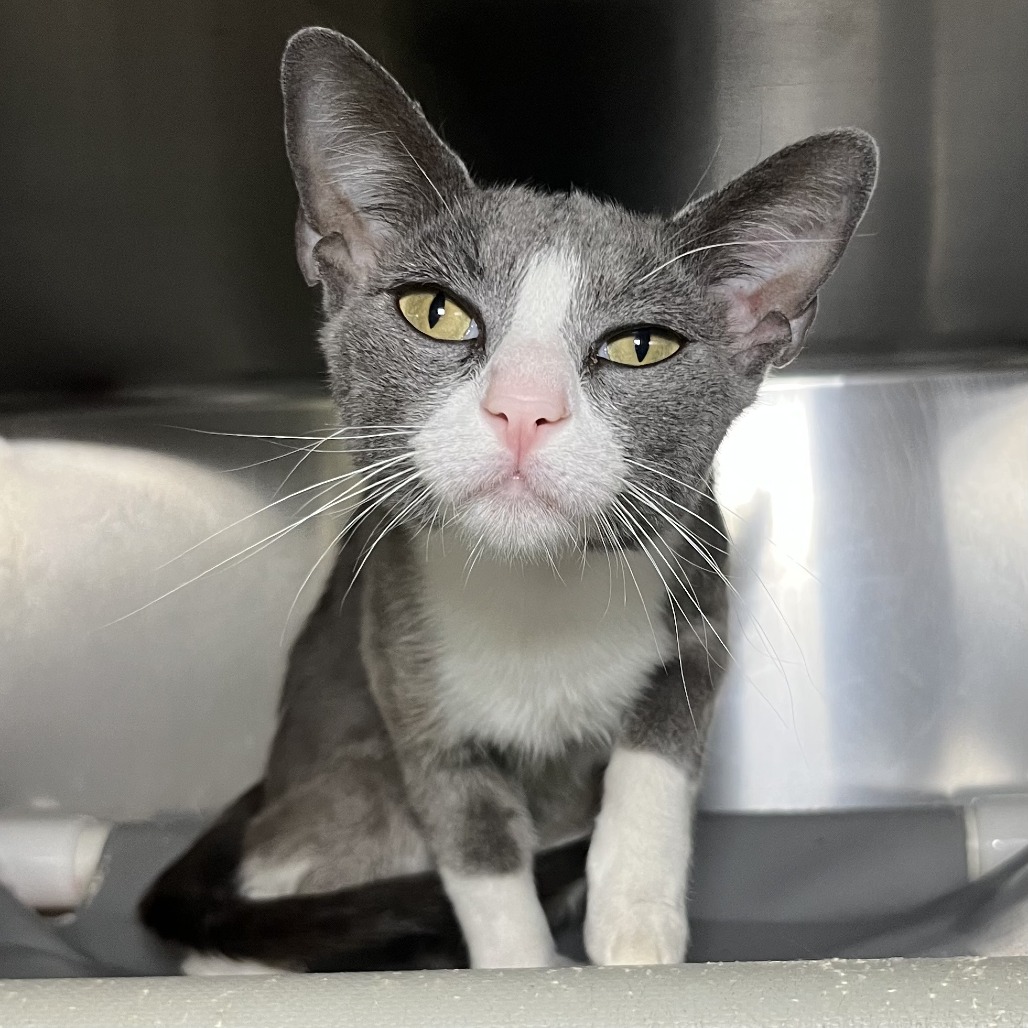 Shelter Stray Female Cat last seen , 4575 E Mesquite Ave, Palm Springs, CA 92264, USA