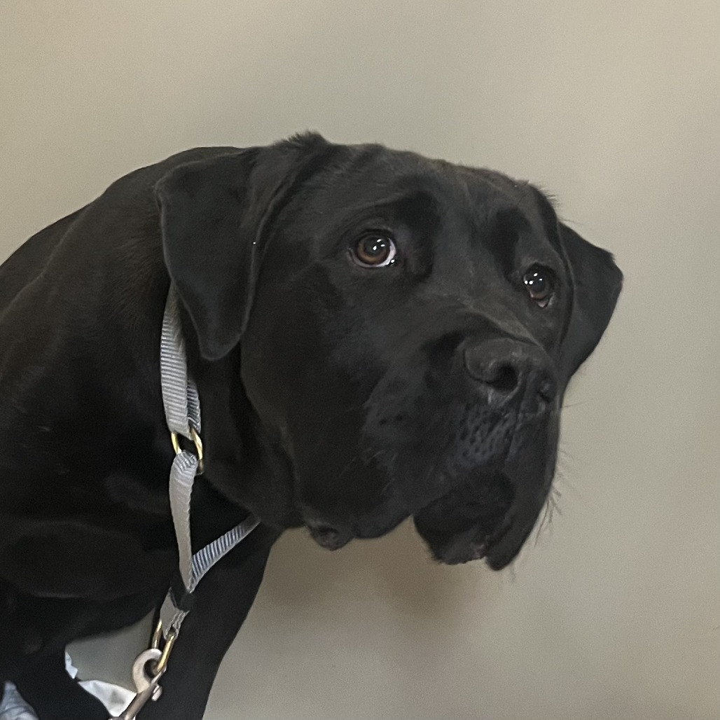 Shelter Stray Male Dog last seen , 4575 E Mesquite Ave, Palm Springs, CA 92264, USA