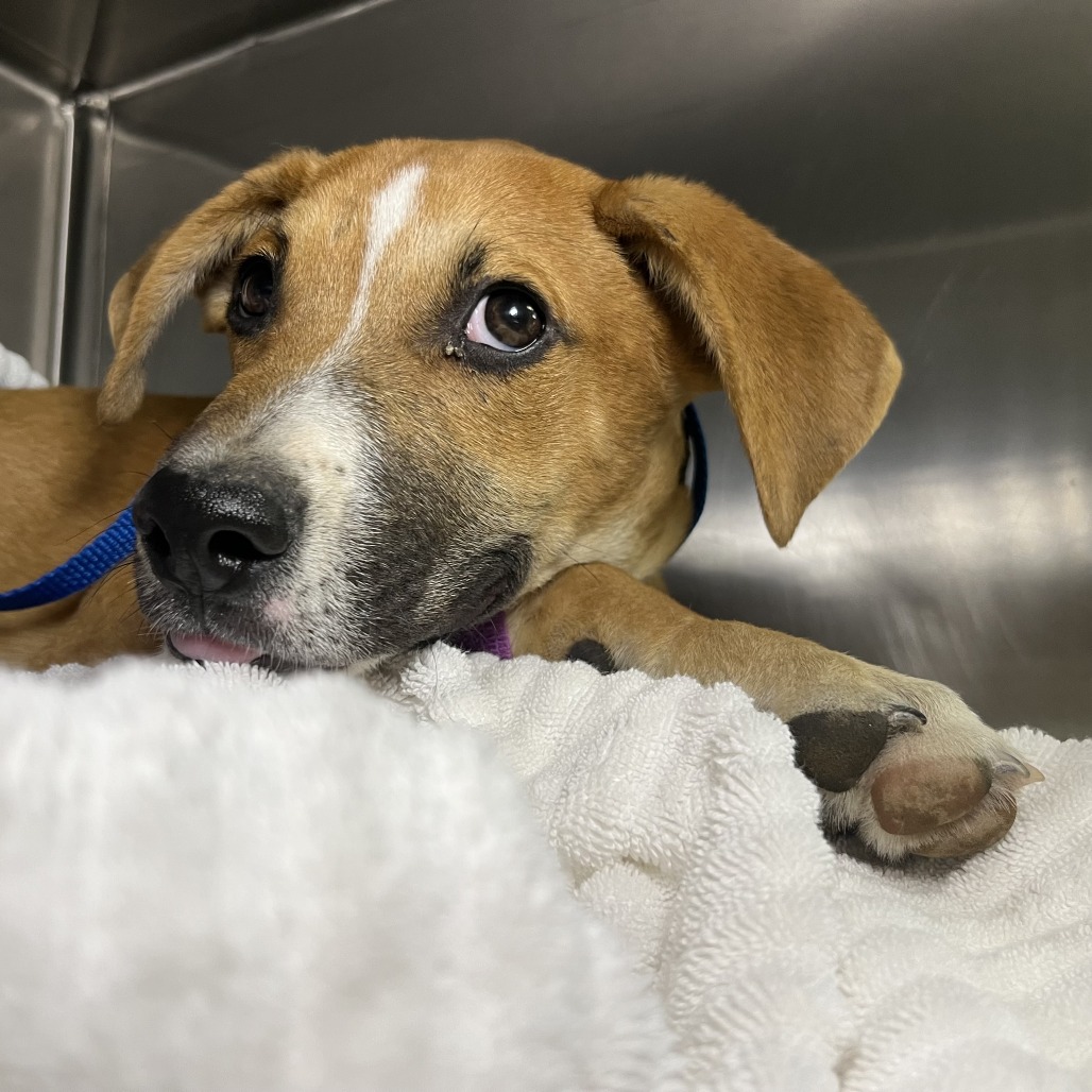 Shelter Stray Male Dog last seen , 4575 E Mesquite Ave, Palm Springs, CA 92264, USA