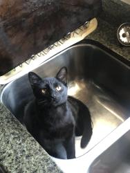 Lost Male Cat last seen Near 2878 Delaware street 94602, Oakland, CA 94602
