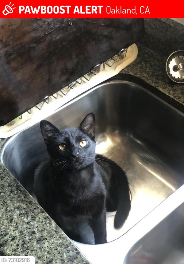 Lost Male Cat last seen Near 2878 Delaware street 94602, Oakland, CA 94602